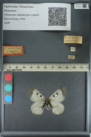 Media type: image;   Entomology 180161